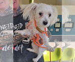 Small #1 Maltese Mix