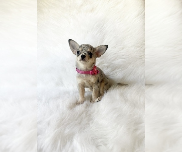 Medium Photo #4 Chihuahua Puppy For Sale in SACRAMENTO, CA, USA