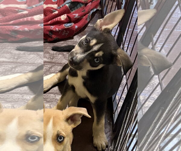 Medium Photo #4 Mutt Puppy For Sale in Royal Palm Beach, FL, USA