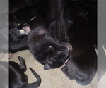 Small Photo #24 Great Dane Puppy For Sale in PIERSON, MI, USA