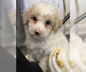 Poochon Puppy for sale in BEECH GROVE, IN, USA