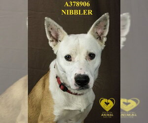 NIBBLER - Male Australian Shepherd Dog for Adoption - Photo #2