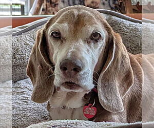 Beagle Dogs for adoption in Dunnellon, FL, USA