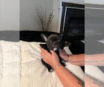 Small #2 French Bulldog