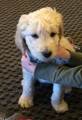 Goldendoodle-Unknown Mix Puppy for sale in COLORADO SPRINGS, CO, USA
