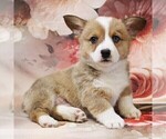 Image preview for Ad Listing. Nickname: Litter of 2