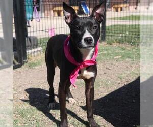 Mutt Dogs for adoption in San Antonio, TX, USA