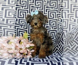 Cock-A-Poo Puppy for sale in KIRKWOOD, PA, USA