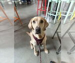 Small #12 Labrador Retriever Mix