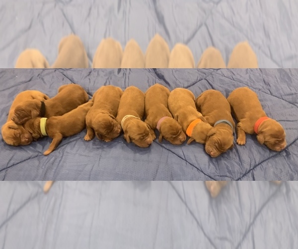 Medium Photo #1 Irish Setter Puppy For Sale in Ottawa, Ontario, Canada