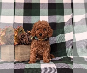 Cock-A-Poo Puppy for sale in KIRKWOOD, PA, USA