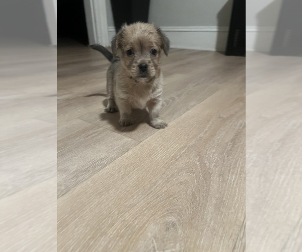 Medium Photo #1 Yorkie-Apso Puppy For Sale in PAWTUCKET, RI, USA