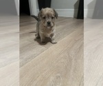 Small Yorkie-Apso