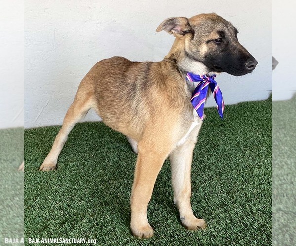 Medium Photo #4 German Shepherd Dog-Unknown Mix Puppy For Sale in San Diego, CA, USA