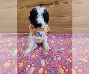Poodle (Standard) Puppy for sale in WILLIAMSTOWN, KY, USA