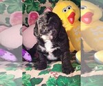 Puppy Malcolm Cock-A-Poo-Poodle (Miniature) Mix