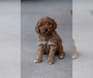 Medium Goldendoodle (Miniature)