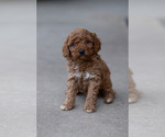 Puppy Ollie Goldendoodle (Miniature)