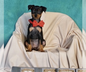 Miniature Pinscher Puppy for sale in WARSAW, IN, USA