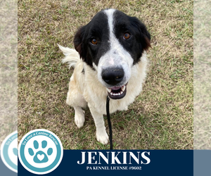 Great Pyrenees-Unknown Mix Dogs for adoption in Kimberton, PA, USA