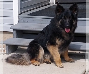 German Shepherd Dog-King Shepherd Mix Dog for Adoption in WALKERTON, Indiana USA