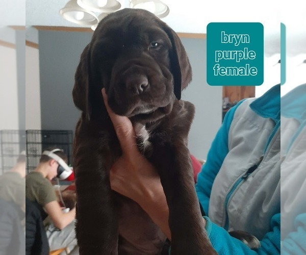 Medium Photo #7 Labradinger Puppy For Sale in UNITY, NH, USA