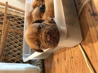 Dogue de Bordeaux Puppy for sale in FREDONIA, KS, USA