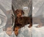 Small #2 Doberman Pinscher