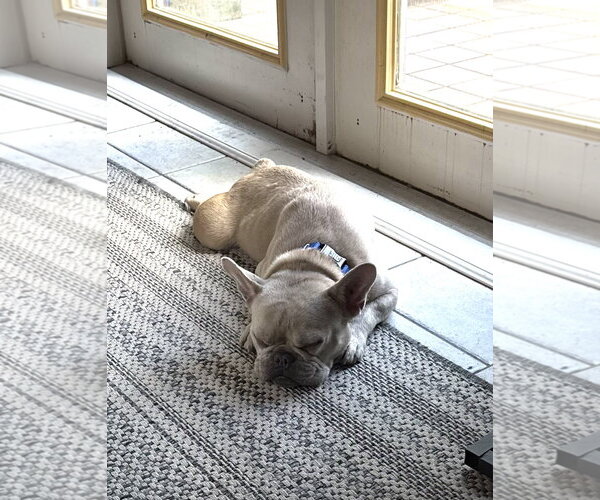 Medium Photo #2 French Bulldog Puppy For Sale in Valrico, FL, USA