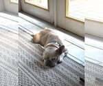 Small #1 French Bulldog