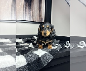 Dachshund Puppy for sale in FRANKLIN, IN, USA