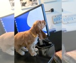 Small Photo #6 English Cocker Spaniel Puppy For Sale in BRONX, NY, USA