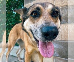 Maple - Female Australian Shepherd-German Shepherd Dog Mix Dog for Adoption - Photo #8