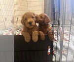 Small Photo #3 Goldendoodle (Miniature) Puppy For Sale in JENKS, OK, USA