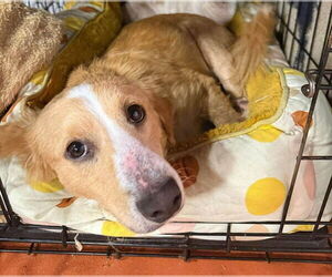Timber (AL) - Male Mutt Dog for Adoption - Photo #3