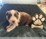 Small Photo #6 Border Collie Puppy For Sale in GIDDINGS, TX, USA