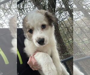 Great Pyrenees-Unknown Mix Dogs for adoption in Oak Bluffs, MA, USA