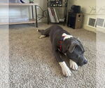 Small #3 American Pit Bull Terrier Mix