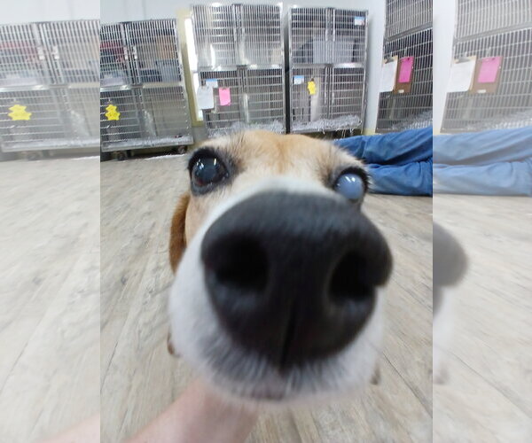 Medium Photo #3 Beagle Puppy For Sale in Murfreesboro, NC, USA