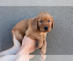 Puppy Pink Golden Retriever