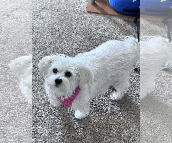 Medium Photo #3 Mutt Puppy For Sale in Rootstown, OH, USA