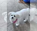 Small #2 Mutt