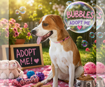 Small Beagle Mix