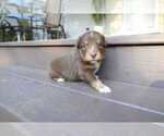 Puppy Cadet Miniature Australian Shepherd