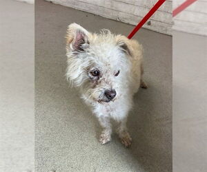 Mutt Dogs for adoption in San Bernardino, CA, USA