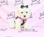 Small Photo #10 Mal-Shi Puppy For Sale in LAS VEGAS, NV, USA