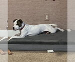 Small #3 American Staffordshire Terrier-Jack Russell Terrier Mix