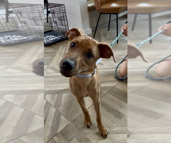 Medium Photo #24 Redbone Coonhound-Unknown Mix Puppy For Sale in Mooresville, NC, USA