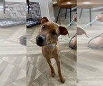 Small #23 Redbone Coonhound Mix