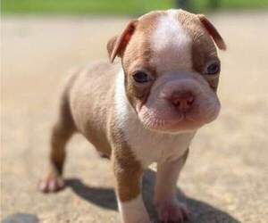 Boston Terrier Puppy for sale in HICKORY, NC, USA